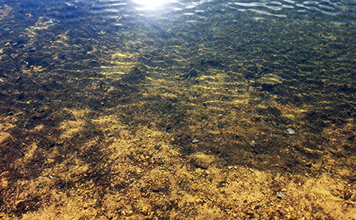 Clear, sunlit water over a pebbled streambed